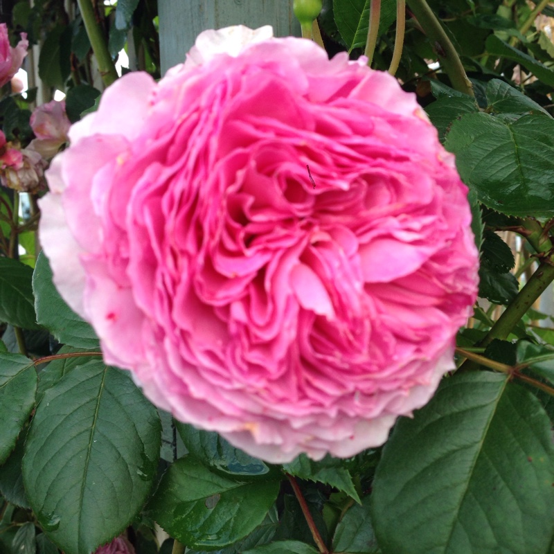 Rose 'James Galway' (Shrub)