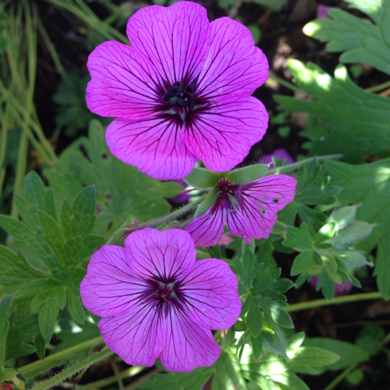 Geranium 'Sateene'