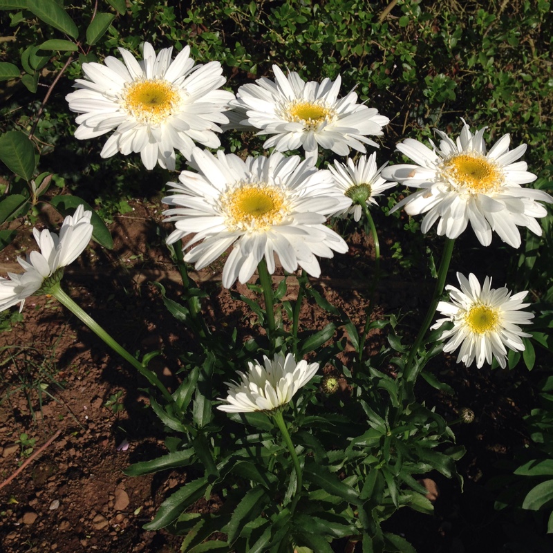 Shasta Daisy 'Phyllis Smith'