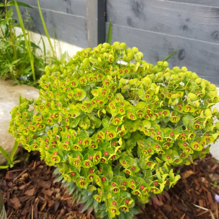 Plant image Euphorbia x martini 'Waleutiny' syn. Euphorbia x martini 'Tiny Tim'