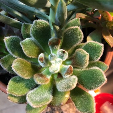 Echeveria Doris Taylor