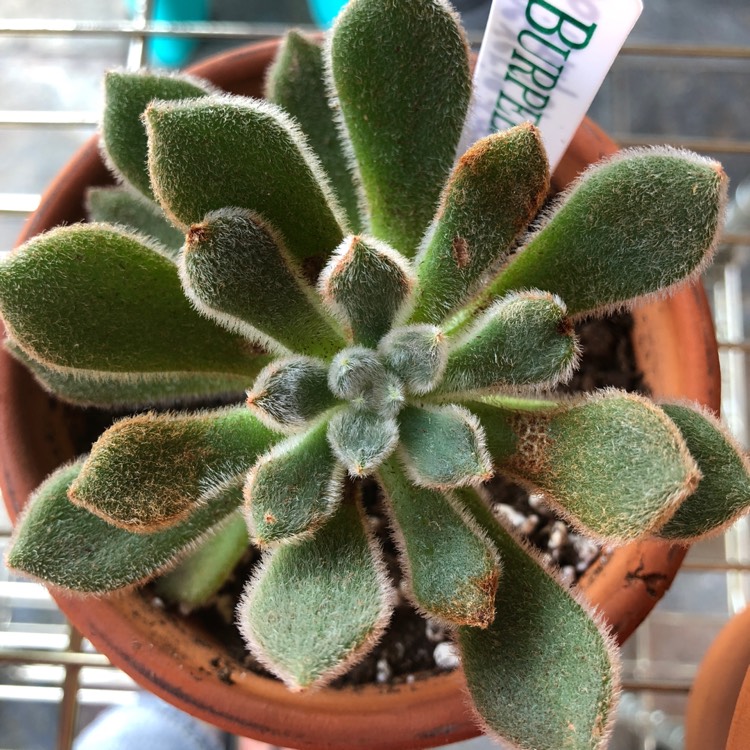 plant image 796710 plant image 796710