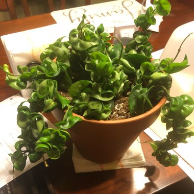 Hindu Rope Plant, Indian Rope plant
