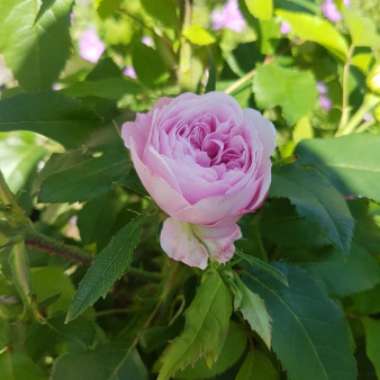 Rose 'Marchesa Boccella' (Damask Portland)