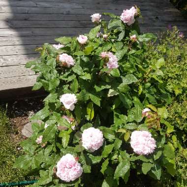 Rose 'Marchesa Boccella' (Damask Portland)