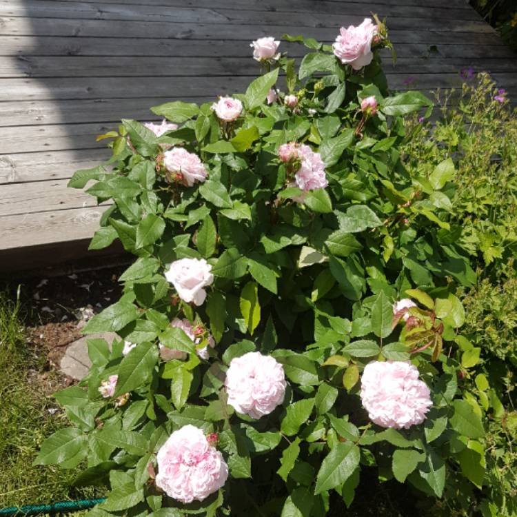 plant image 1347300
