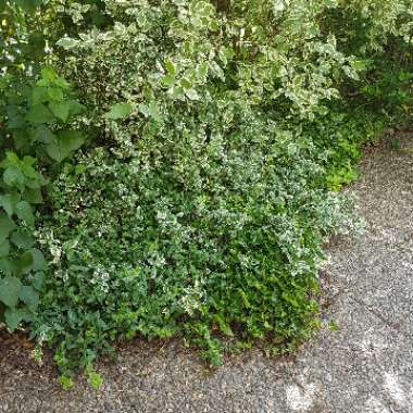 Linn's garden