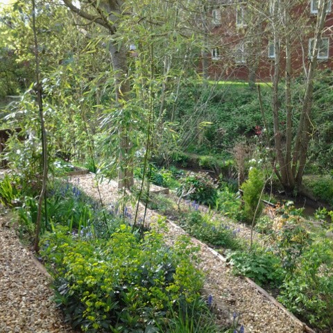 Lynn's garden