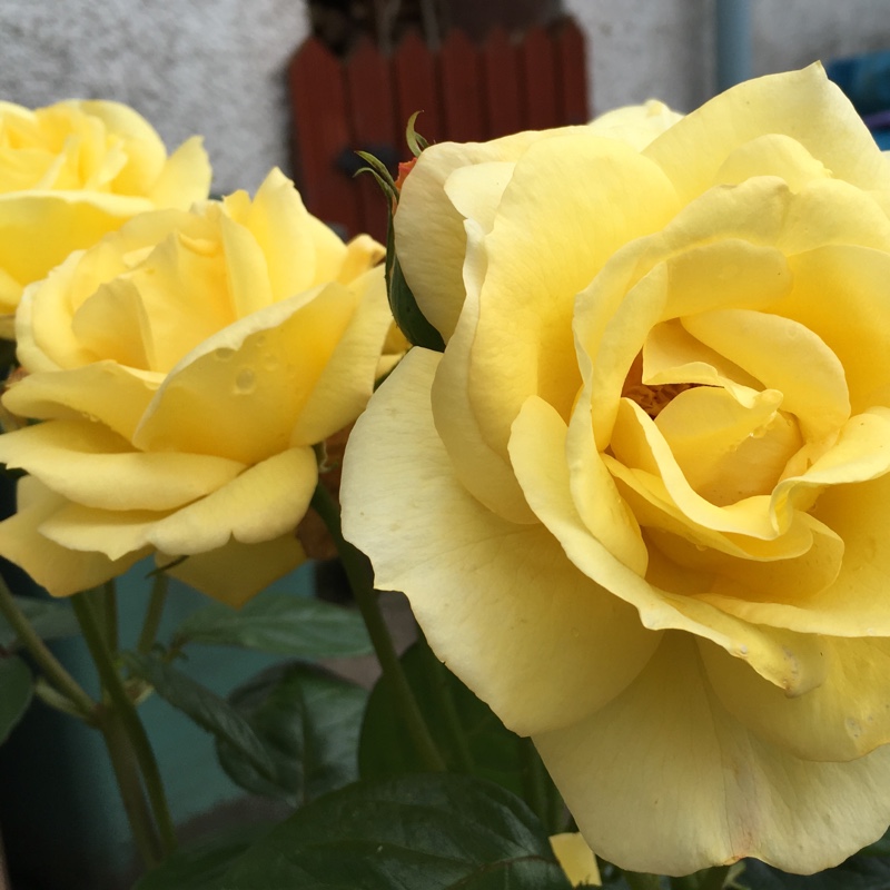 Plant image Rosa Foetida 'Persiana'