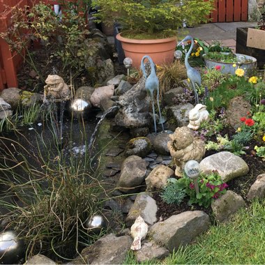 Lynne's garden