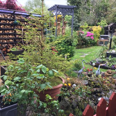 Lynne's garden