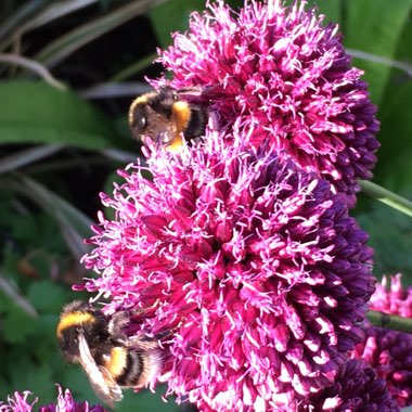 Lynne's garden
