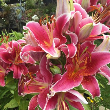 Lynne's garden