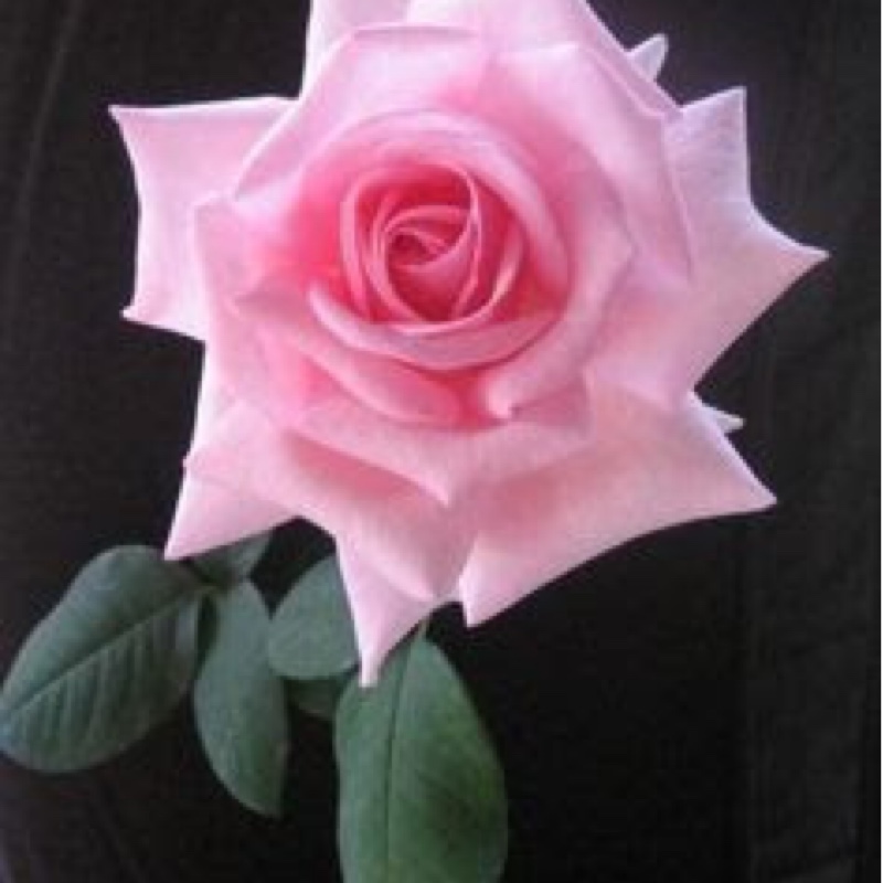 Plant image Rosa 'The Children's Rose'