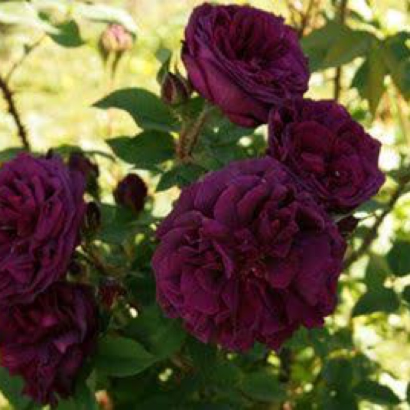 plant image 18529