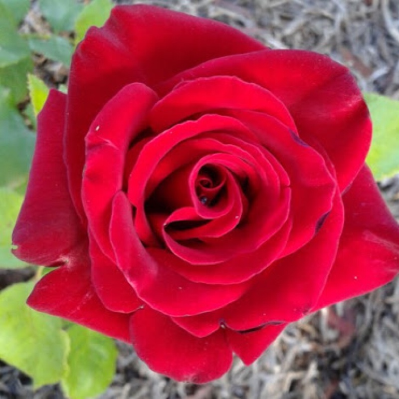 Rose (Hybrid Tea)