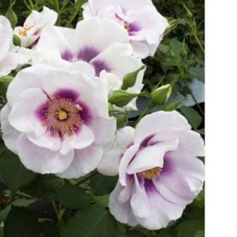 Lynne's garden
