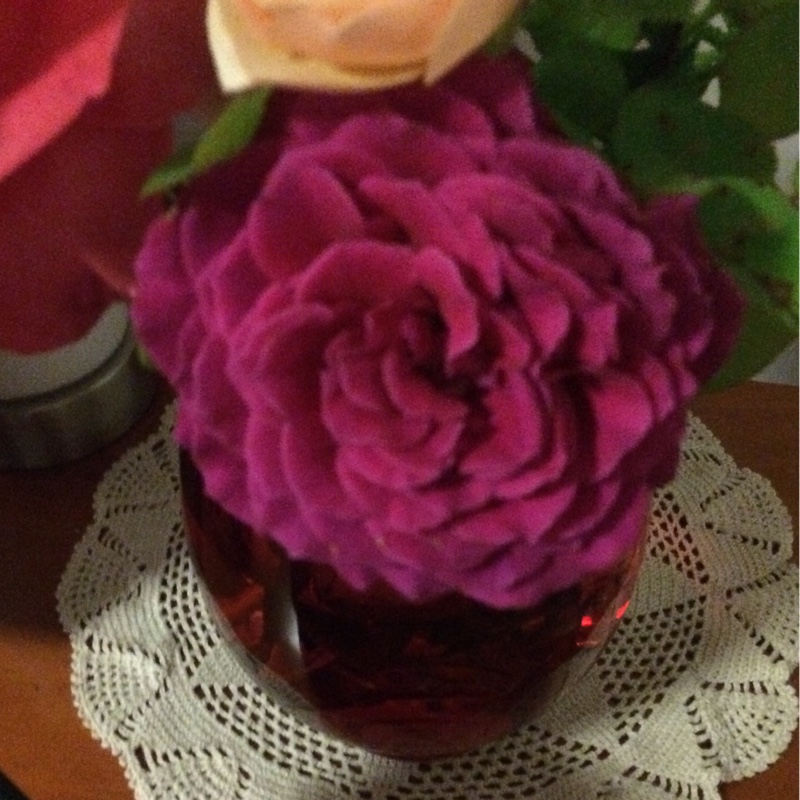 Rose 'Big Purple'