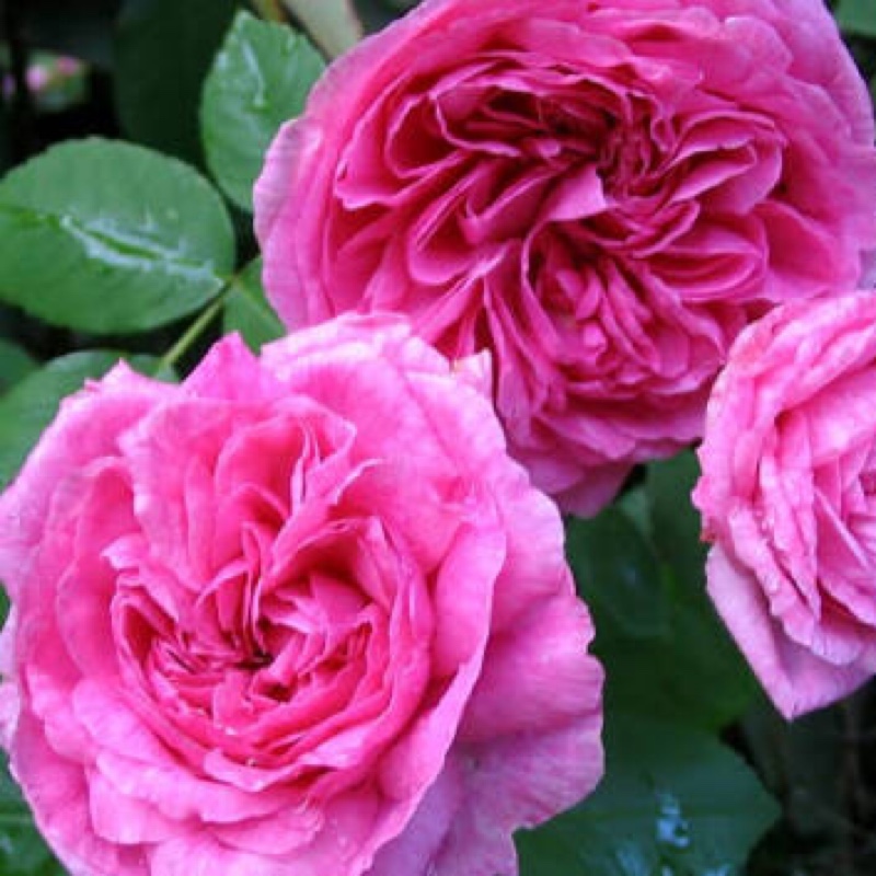 plant image 19600
