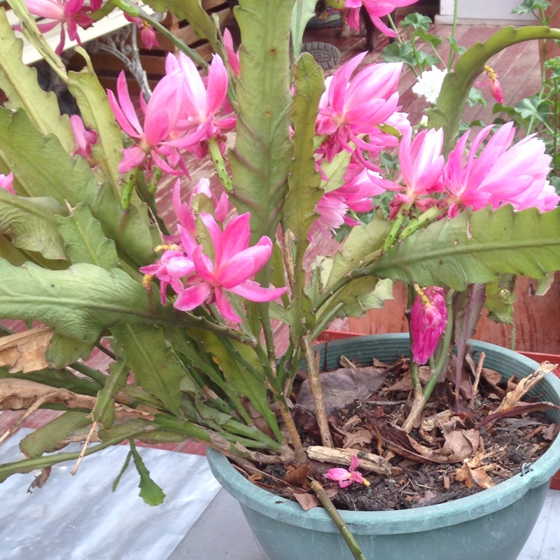 plant image 25169