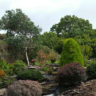 Lyn's garden