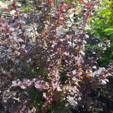 Barberry 'Superba'