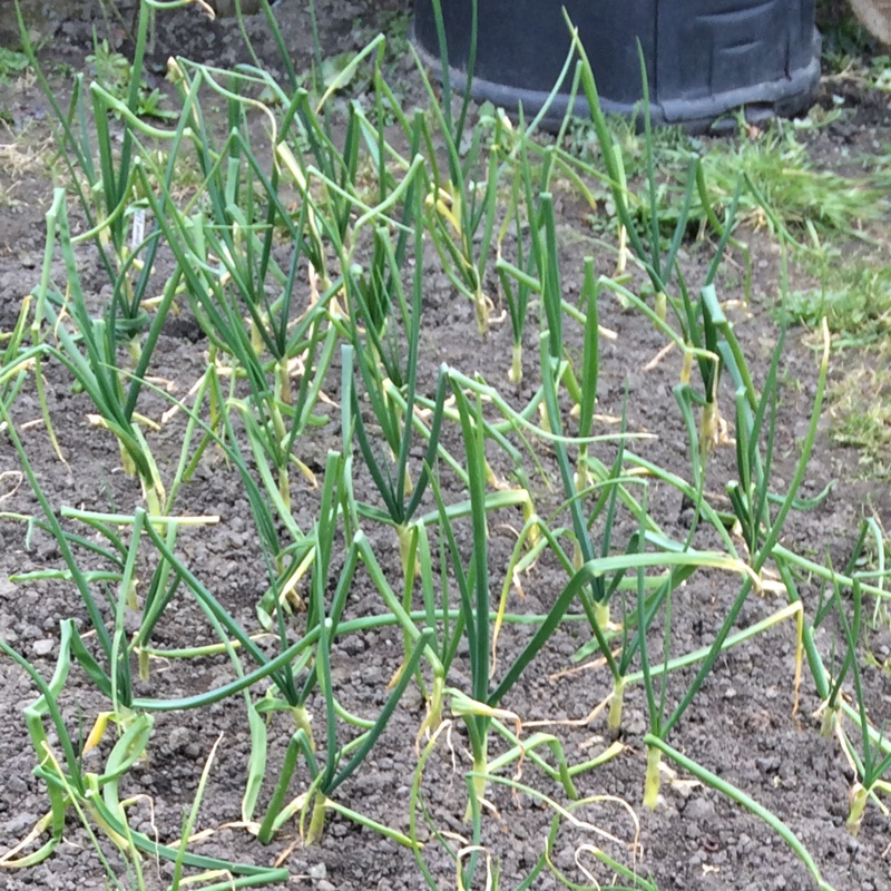 Plant image Allium cepa (Cepa Group) 'Senshyu Yellow'