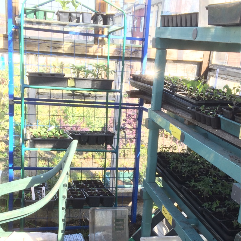 Lynn's garden