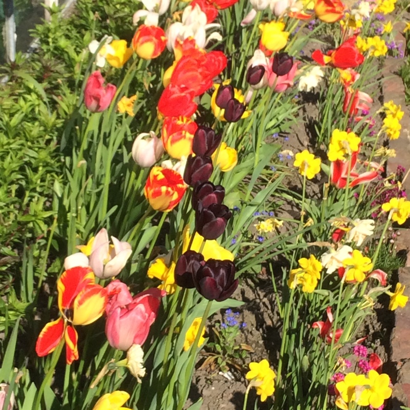 Lynn's garden