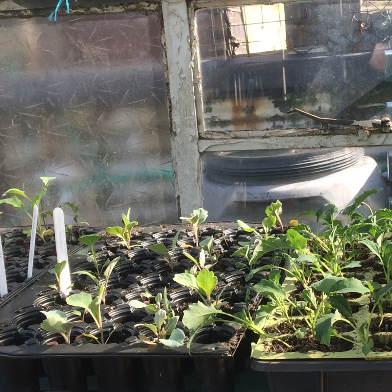 Lynn's garden