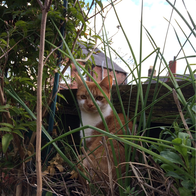 Lynn's garden