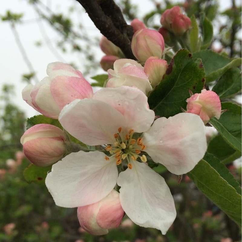 Lynn's garden