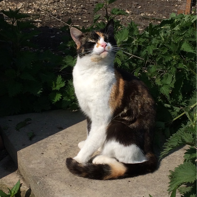 Lynn's garden