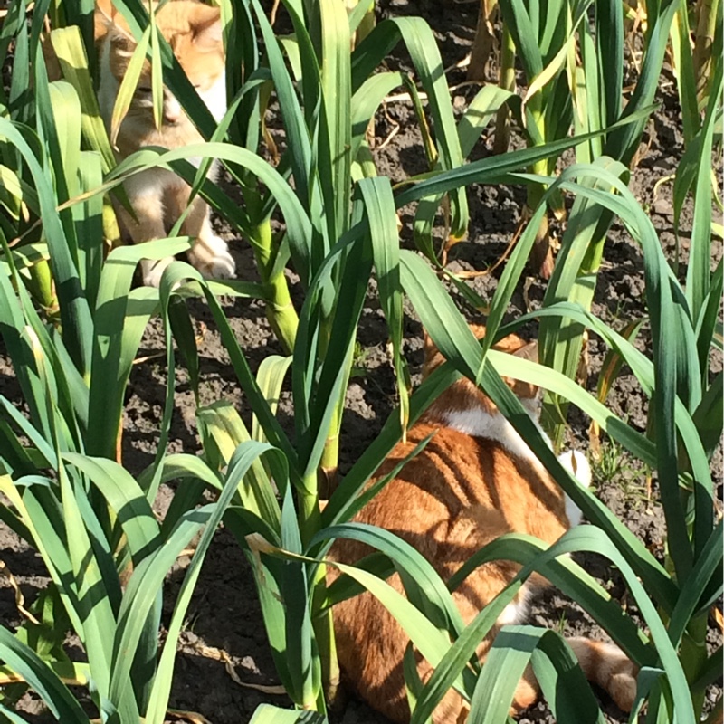 Lynn's garden