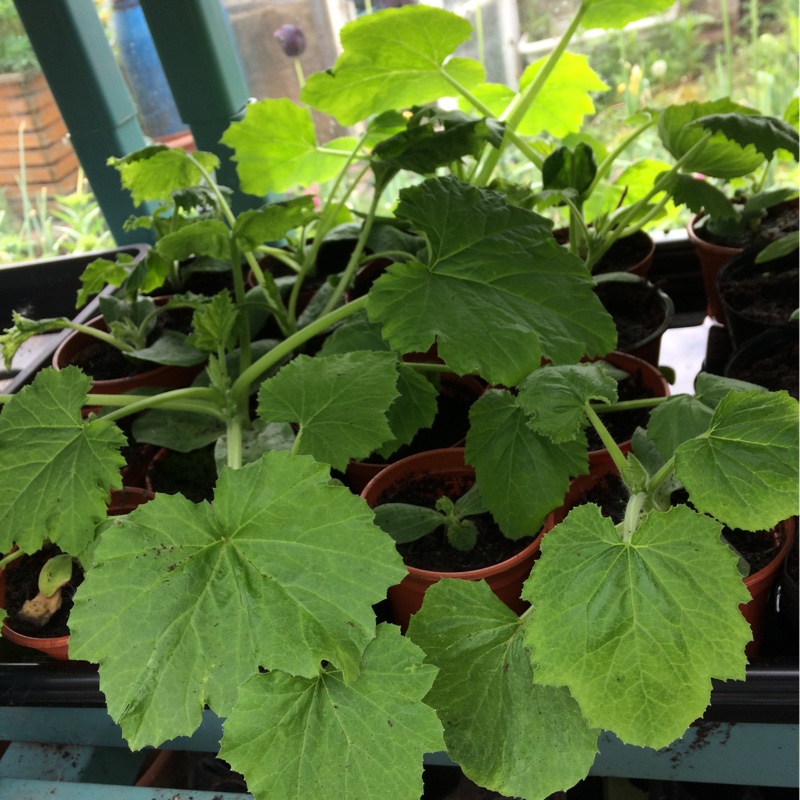 Lynn's garden