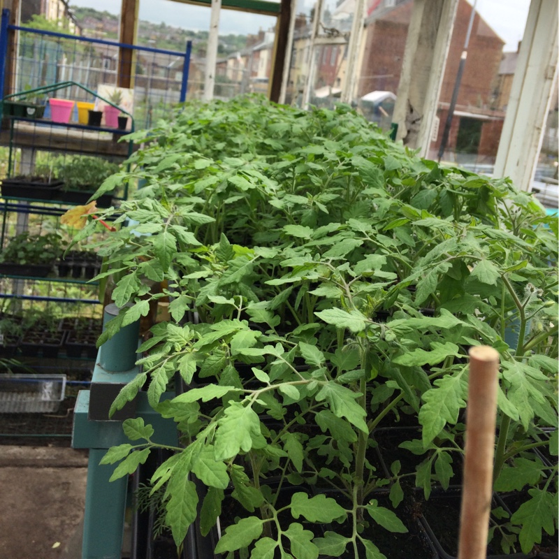 Lynn's garden