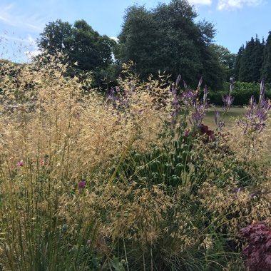 Feather Reed Grass