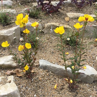 Evening Primrose 'Sundrops'