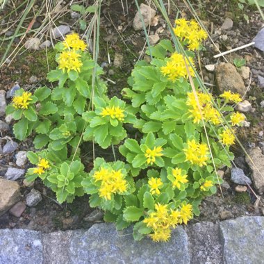 Lynn's garden