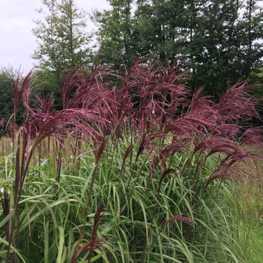 Lynn's garden