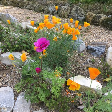 Lynn's garden