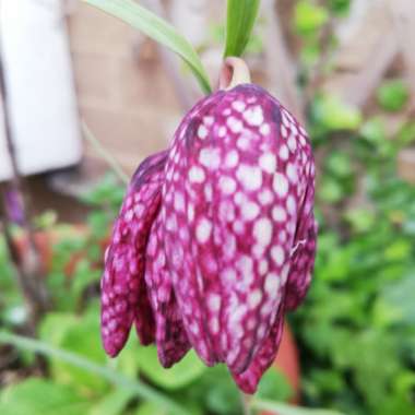 Fritillaria meleagris