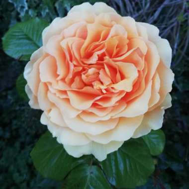 Rosa 'Amber Queen' syn. 'Harroony' syn. 'Prinz Eugen von Savoyen'