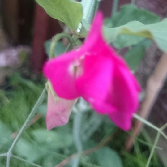 Lathyrus odoratus
