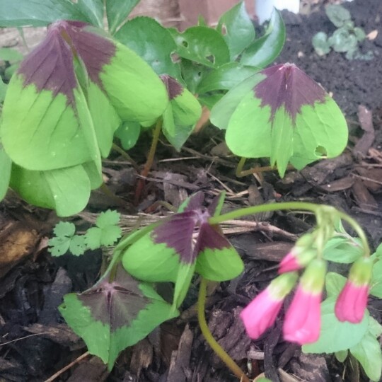 Oxalis tetraphylla 'Iron Cross'
