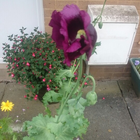 Plant image Papaver somniferum (Laciniatum Group) 'Lilac Time'