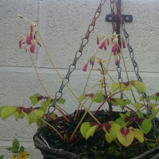 plant image 176416 plant image 176416