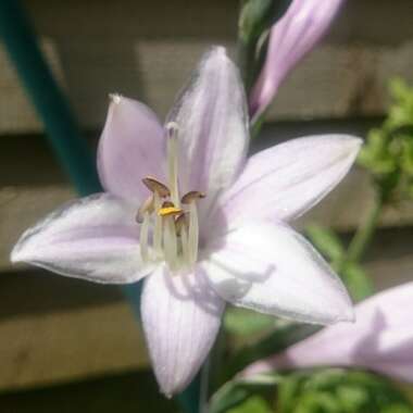 Hosta 'Patriot'