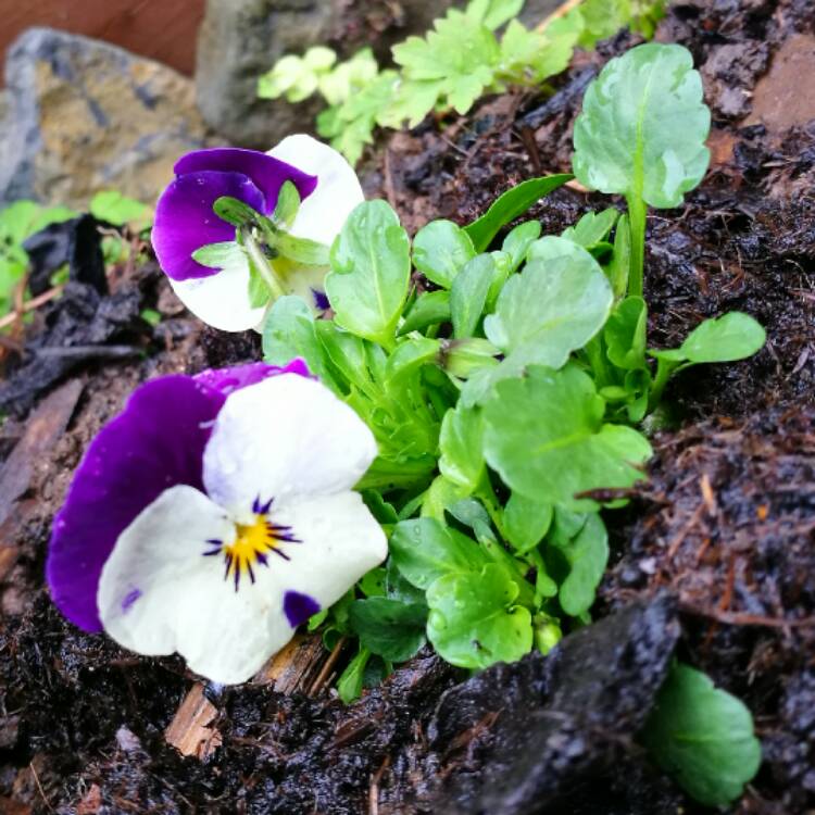 plant image 333714 plant image 333714