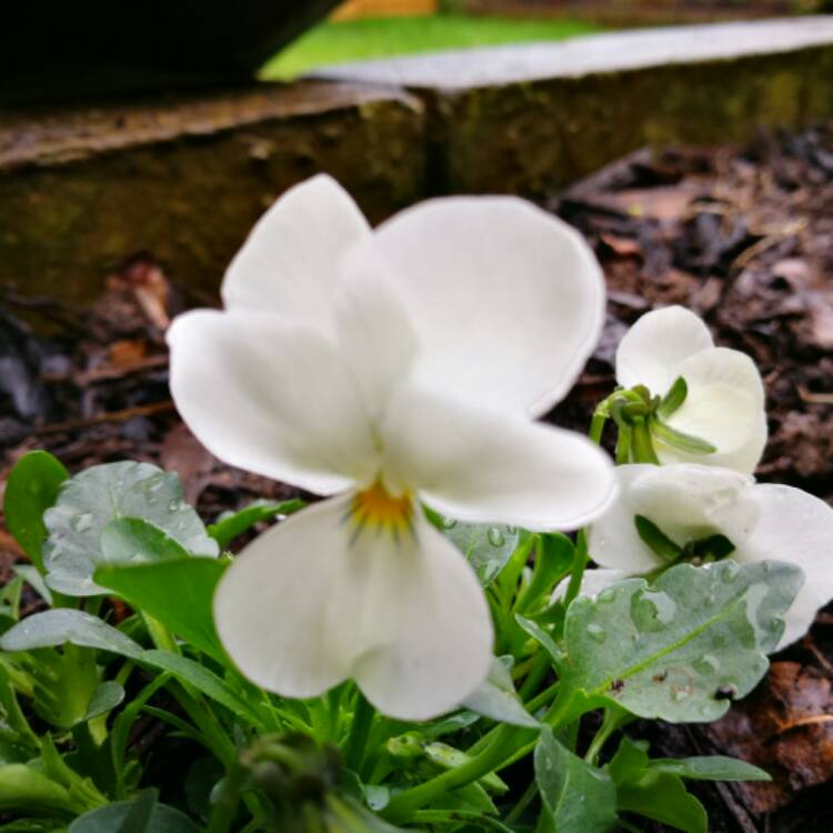 plant image 333718 plant image 333718